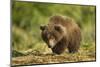 Brown Bear Spring Cub, Katmai National Park, Alaska-Paul Souders-Mounted Photographic Print