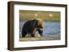 Brown Bear Spring Cub, Katmai National Park, Alaska-Paul Souders-Framed Photographic Print