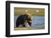 Brown Bear Spring Cub, Katmai National Park, Alaska-Paul Souders-Framed Photographic Print