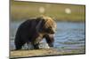 Brown Bear Spring Cub, Katmai National Park, Alaska-Paul Souders-Mounted Photographic Print