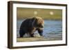 Brown Bear Spring Cub, Katmai National Park, Alaska-Paul Souders-Framed Photographic Print