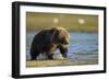 Brown Bear Spring Cub, Katmai National Park, Alaska-Paul Souders-Framed Photographic Print