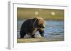 Brown Bear Spring Cub, Katmai National Park, Alaska-Paul Souders-Framed Photographic Print