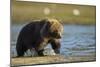 Brown Bear Spring Cub, Katmai National Park, Alaska-Paul Souders-Mounted Photographic Print