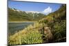 Brown Bear Spring Cub, Katmai National Park, Alaska-Paul Souders-Mounted Photographic Print