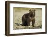 Brown Bear Spring Cub, Katmai National Park, Alaska-Paul Souders-Framed Photographic Print