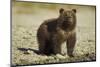 Brown Bear Spring Cub, Katmai National Park, Alaska-Paul Souders-Mounted Photographic Print