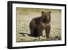 Brown Bear Spring Cub, Katmai National Park, Alaska-Paul Souders-Framed Photographic Print