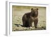 Brown Bear Spring Cub, Katmai National Park, Alaska-Paul Souders-Framed Photographic Print