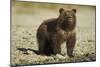 Brown Bear Spring Cub, Katmai National Park, Alaska-Paul Souders-Mounted Photographic Print