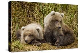 Brown Bear Spring Cubs, Katmai National Park, Alaska-Paul Souders-Stretched Canvas