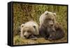 Brown Bear Spring Cubs, Katmai National Park, Alaska-Paul Souders-Framed Stretched Canvas