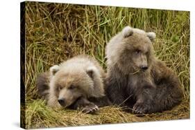 Brown Bear Spring Cubs, Katmai National Park, Alaska-Paul Souders-Stretched Canvas