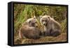 Brown Bear Spring Cubs, Katmai National Park, Alaska-Paul Souders-Framed Stretched Canvas
