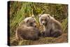 Brown Bear Spring Cubs, Katmai National Park, Alaska-Paul Souders-Stretched Canvas