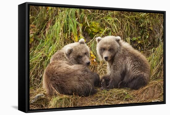 Brown Bear Spring Cubs, Katmai National Park, Alaska-Paul Souders-Framed Stretched Canvas