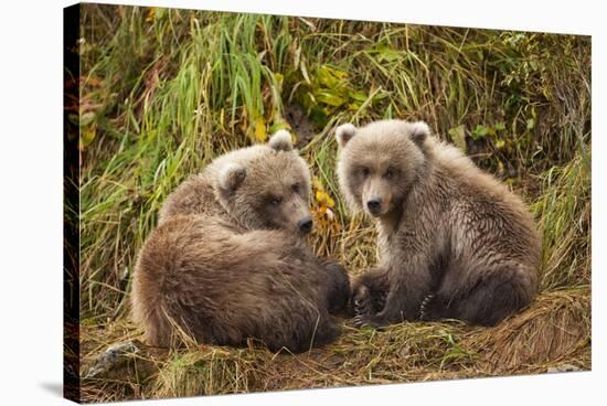 Brown Bear Spring Cubs, Katmai National Park, Alaska-Paul Souders-Stretched Canvas