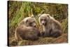 Brown Bear Spring Cubs, Katmai National Park, Alaska-Paul Souders-Stretched Canvas