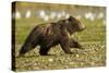 Brown Bear Spring Cubs, Katmai National Park, Alaska-Paul Souders-Stretched Canvas