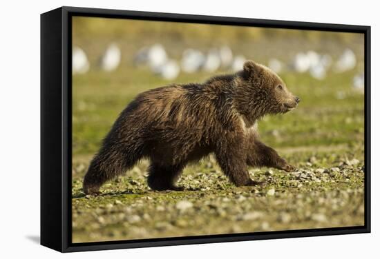 Brown Bear Spring Cubs, Katmai National Park, Alaska-Paul Souders-Framed Stretched Canvas