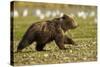 Brown Bear Spring Cubs, Katmai National Park, Alaska-Paul Souders-Stretched Canvas