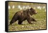 Brown Bear Spring Cubs, Katmai National Park, Alaska-Paul Souders-Framed Stretched Canvas