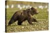 Brown Bear Spring Cubs, Katmai National Park, Alaska-Paul Souders-Stretched Canvas