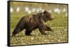 Brown Bear Spring Cubs, Katmai National Park, Alaska-Paul Souders-Framed Stretched Canvas