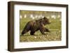 Brown Bear Spring Cubs, Katmai National Park, Alaska-Paul Souders-Framed Photographic Print