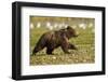 Brown Bear Spring Cubs, Katmai National Park, Alaska-Paul Souders-Framed Photographic Print