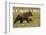 Brown Bear Spring Cubs, Katmai National Park, Alaska-Paul Souders-Framed Photographic Print