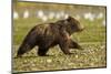 Brown Bear Spring Cubs, Katmai National Park, Alaska-Paul Souders-Mounted Photographic Print