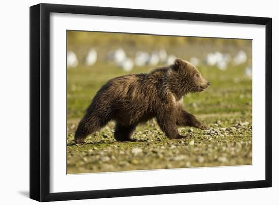 Brown Bear Spring Cubs, Katmai National Park, Alaska-Paul Souders-Framed Photographic Print