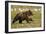 Brown Bear Spring Cubs, Katmai National Park, Alaska-Paul Souders-Framed Photographic Print