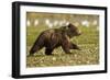 Brown Bear Spring Cubs, Katmai National Park, Alaska-Paul Souders-Framed Photographic Print