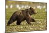 Brown Bear Spring Cubs, Katmai National Park, Alaska-Paul Souders-Mounted Photographic Print