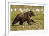 Brown Bear Spring Cubs, Katmai National Park, Alaska-Paul Souders-Framed Photographic Print