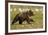 Brown Bear Spring Cubs, Katmai National Park, Alaska-Paul Souders-Framed Photographic Print