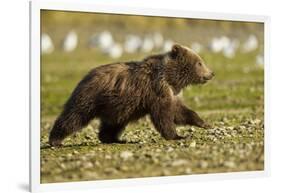 Brown Bear Spring Cubs, Katmai National Park, Alaska-Paul Souders-Framed Photographic Print