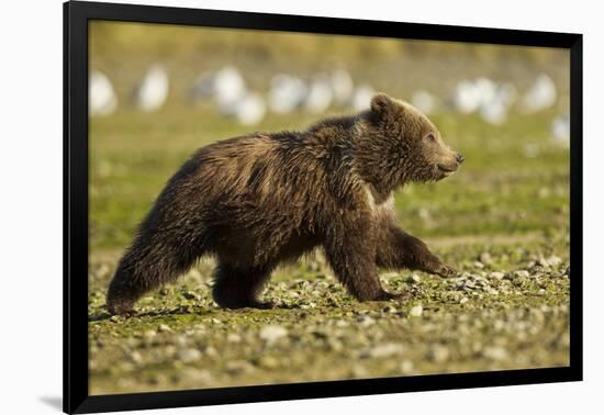 Brown Bear Spring Cubs, Katmai National Park, Alaska-Paul Souders-Framed Photographic Print