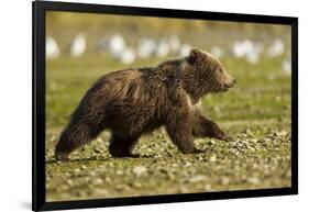 Brown Bear Spring Cubs, Katmai National Park, Alaska-Paul Souders-Framed Photographic Print