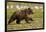 Brown Bear Spring Cubs, Katmai National Park, Alaska-Paul Souders-Framed Photographic Print