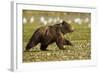 Brown Bear Spring Cubs, Katmai National Park, Alaska-Paul Souders-Framed Photographic Print