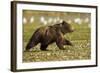 Brown Bear Spring Cubs, Katmai National Park, Alaska-Paul Souders-Framed Photographic Print