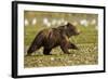 Brown Bear Spring Cubs, Katmai National Park, Alaska-Paul Souders-Framed Photographic Print