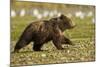 Brown Bear Spring Cubs, Katmai National Park, Alaska-Paul Souders-Mounted Photographic Print