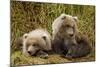 Brown Bear Spring Cubs, Katmai National Park, Alaska-Paul Souders-Mounted Photographic Print