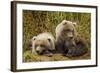 Brown Bear Spring Cubs, Katmai National Park, Alaska-Paul Souders-Framed Photographic Print