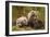 Brown Bear Spring Cubs, Katmai National Park, Alaska-Paul Souders-Framed Photographic Print