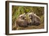 Brown Bear Spring Cubs, Katmai National Park, Alaska-Paul Souders-Framed Photographic Print